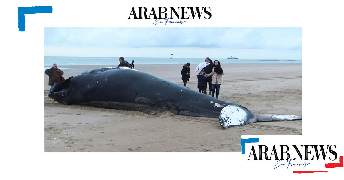 PasdeCalais une baleine à bosse de presque dix mètres s'échoue sur